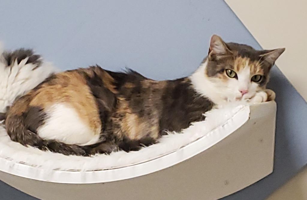 Perler, a Adoptable mixed breed in Liverpool, NY image 3/4