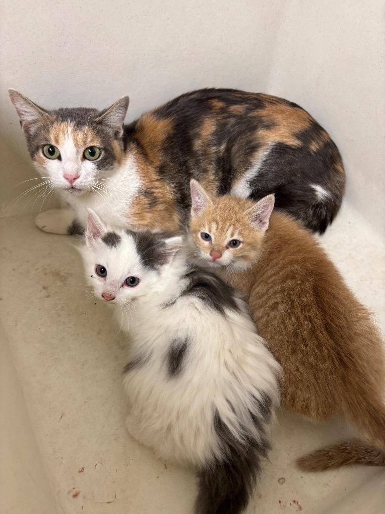 Perler, a Adoptable mixed breed in Liverpool, NY image 4/4