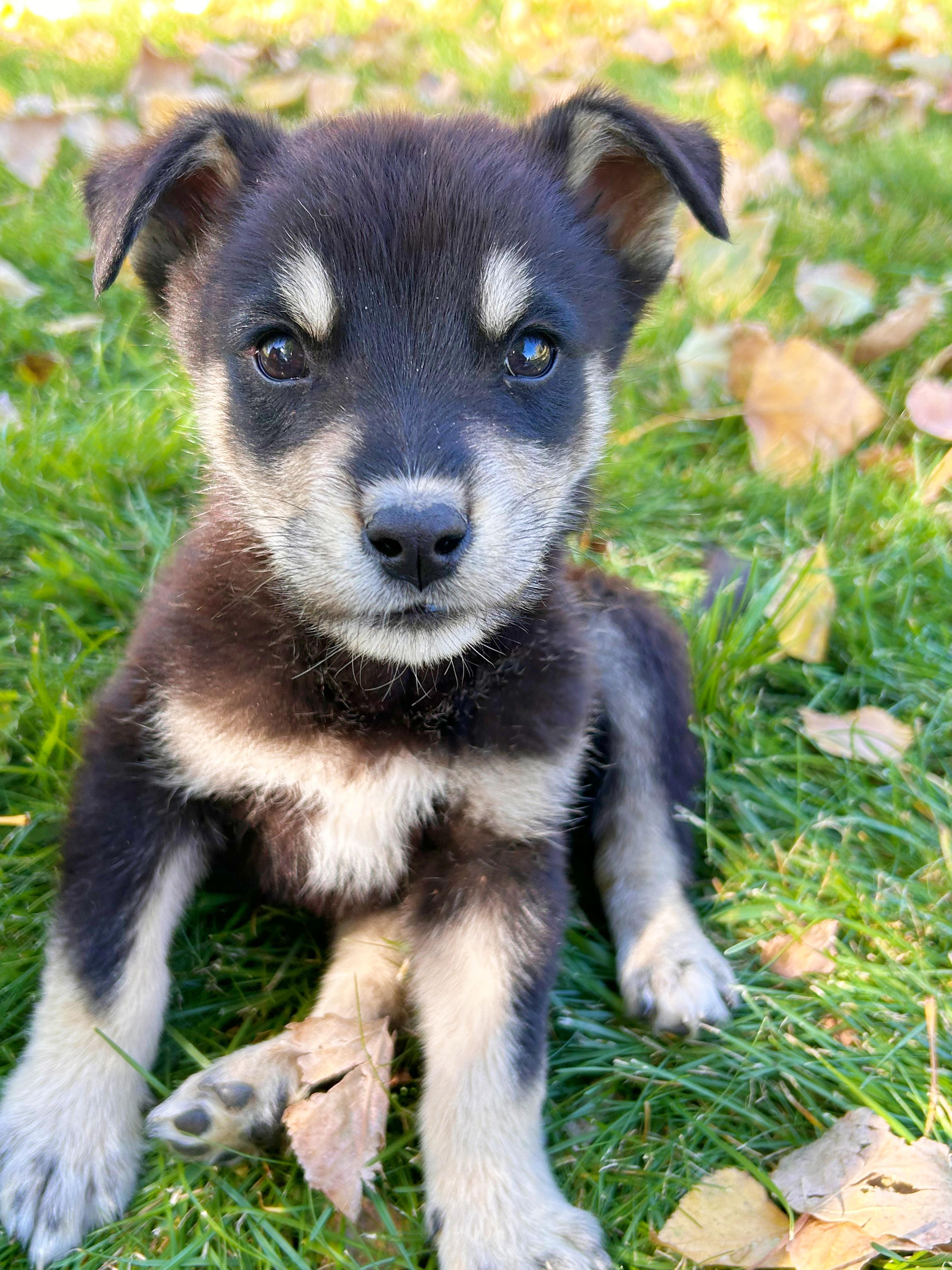 Ansel, Adopted, Puppy Male Shepherd.