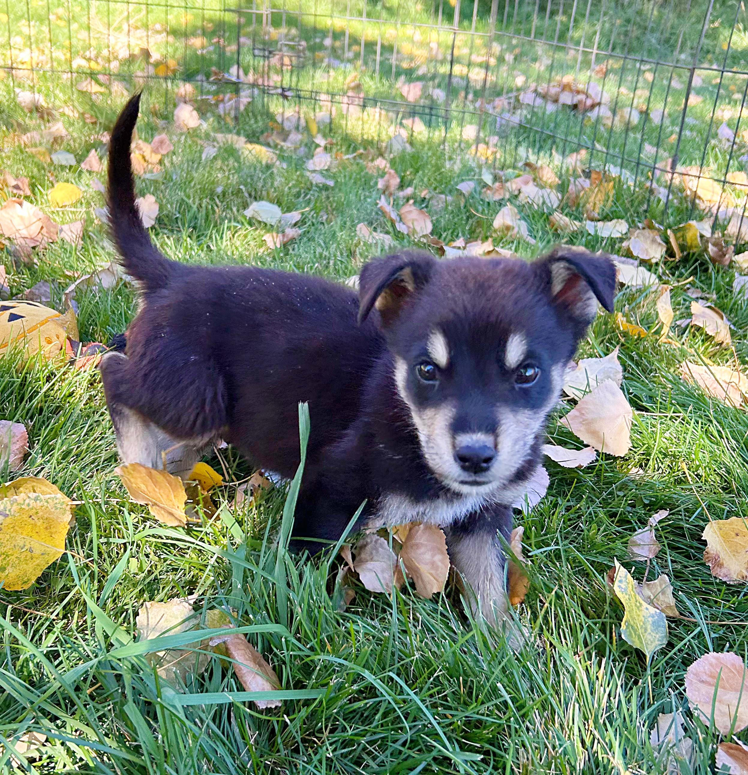 Ansel, a Adopted mixed breed in Durango, CO image 2/2