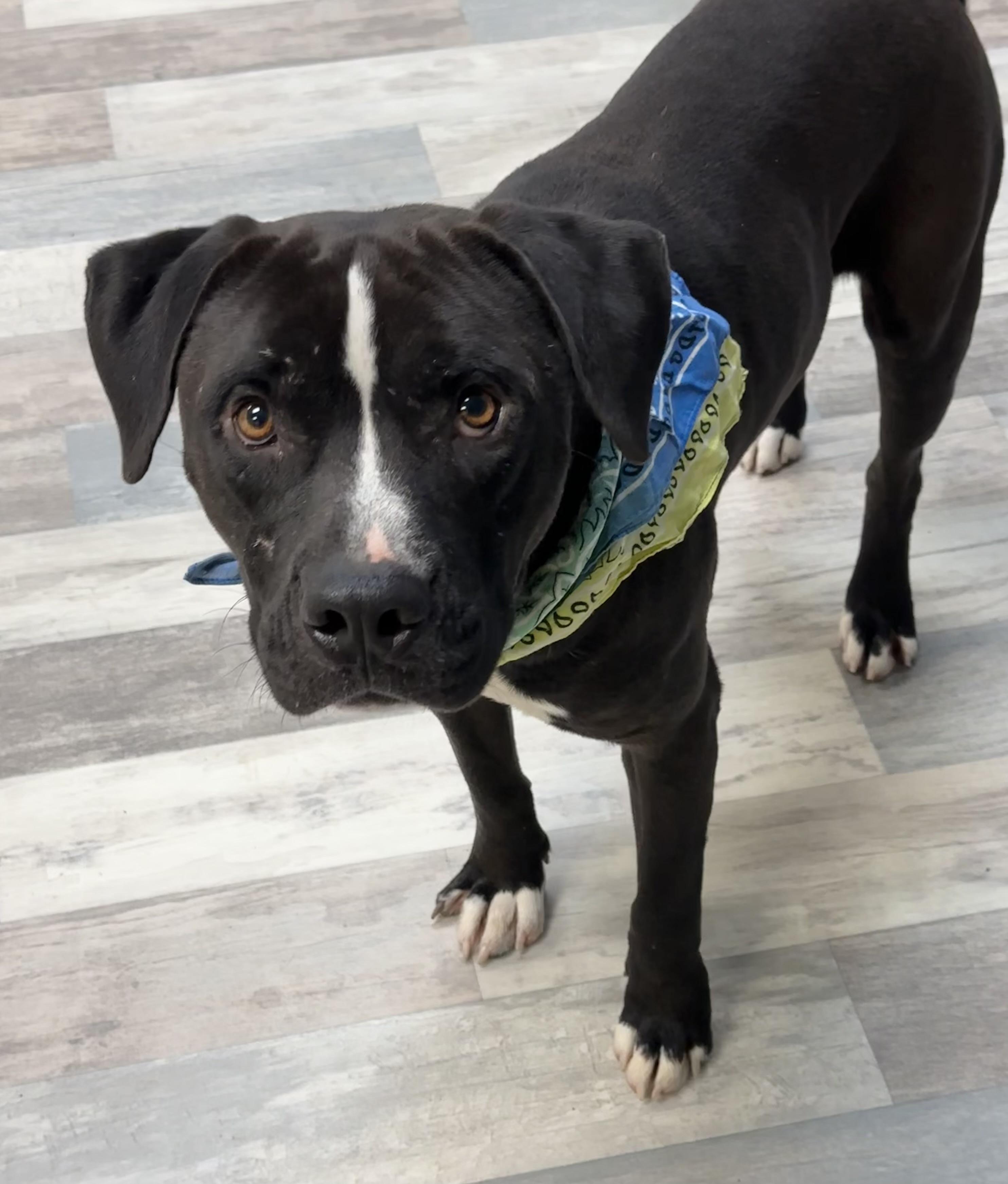 Enlarge Diesel, a ADOPTABLE American Bulldog in Lufkin, TX image 2/5