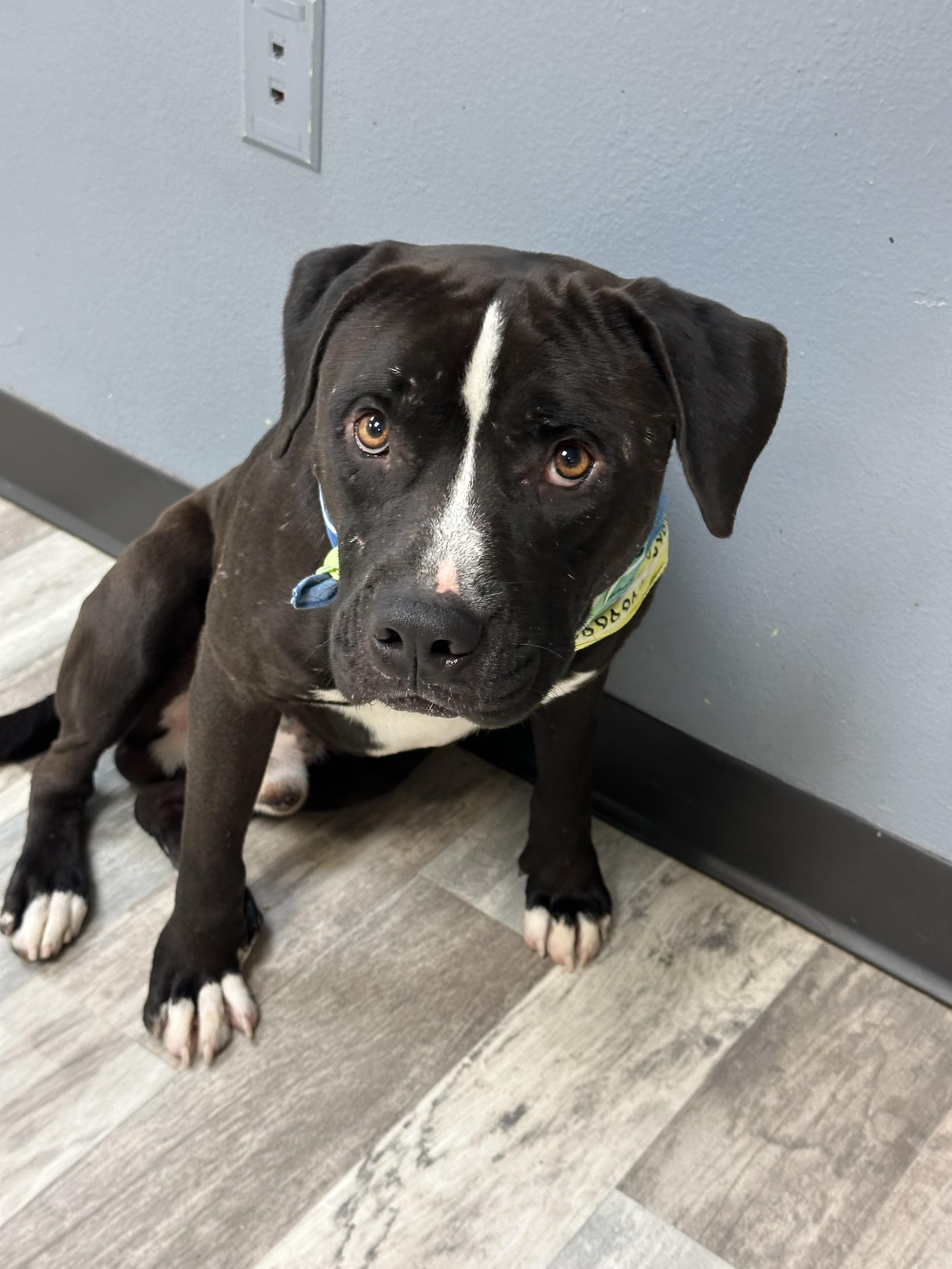Enlarge Diesel, a ADOPTABLE American Bulldog in Lufkin, TX image 5/5