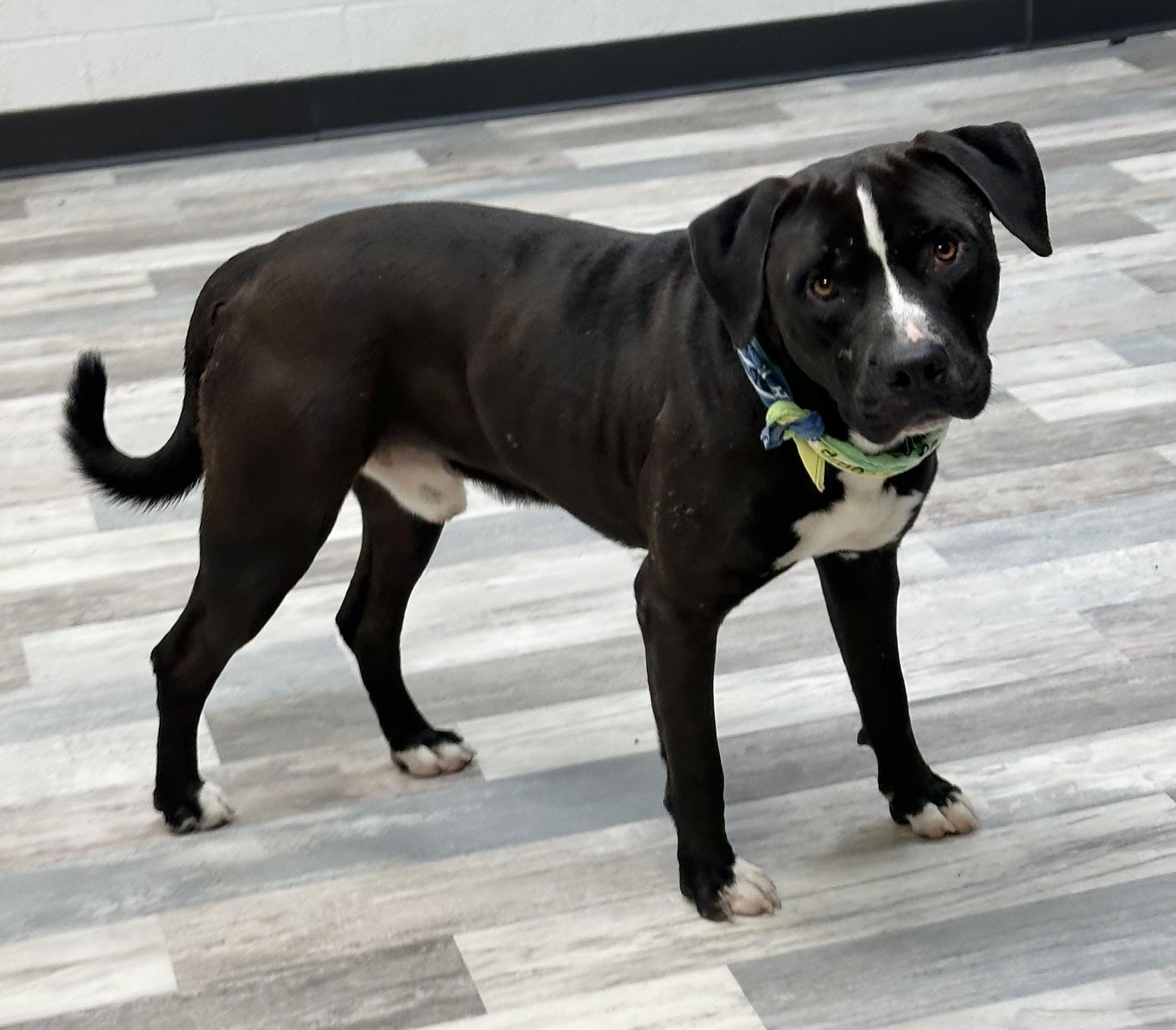 Enlarge Diesel, a ADOPTABLE American Bulldog in Lufkin, TX image 3/5