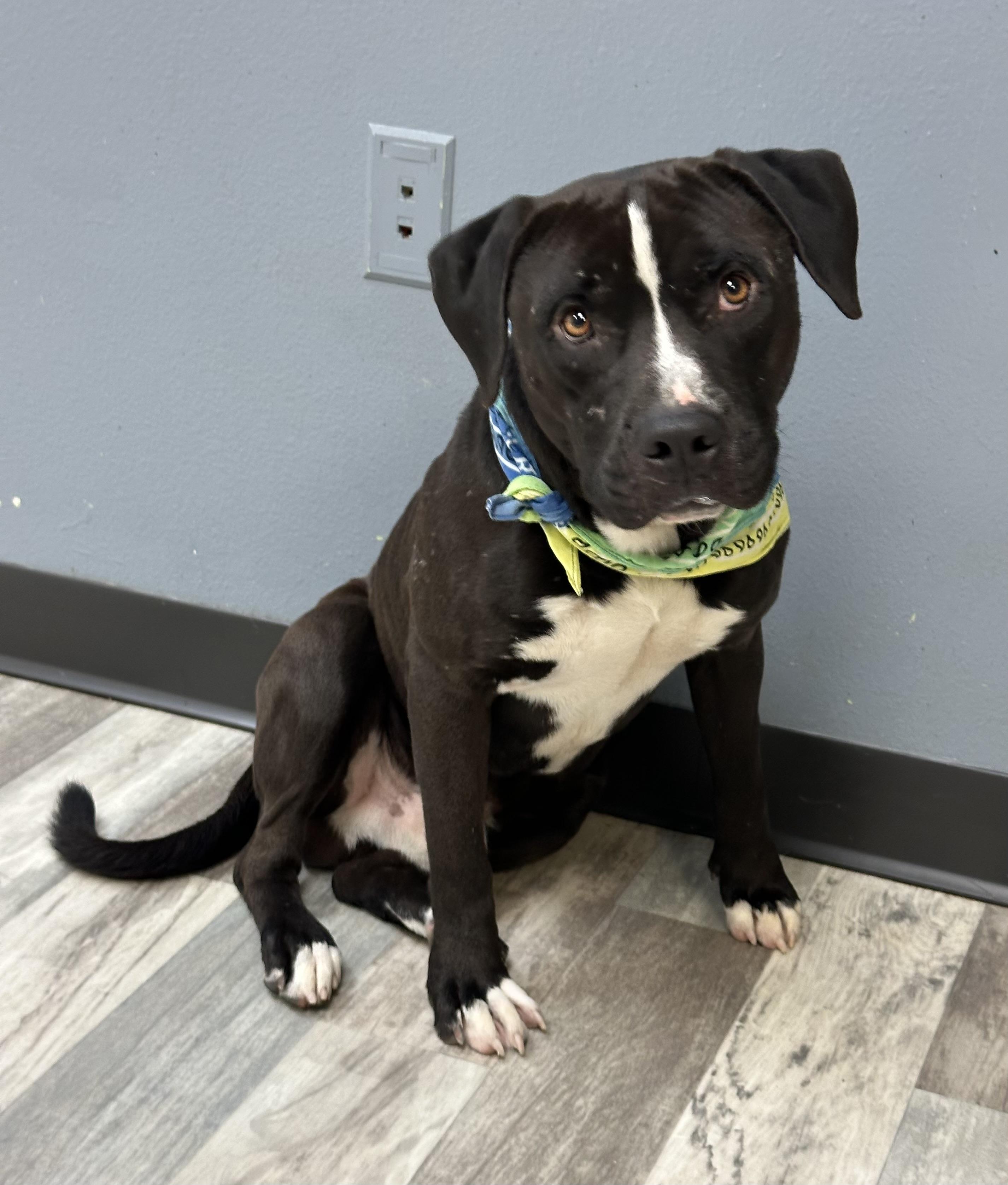 Diesel, ADOPTABLE, Adult Male American Bulldog.