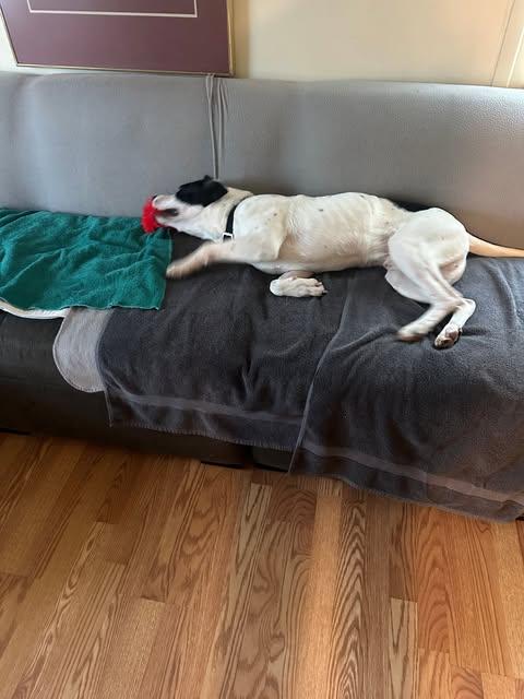 Meshach, a Adoptable mixed breed in Newport, KY image 1/3