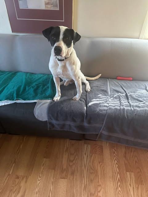 Meshach, a Adoptable mixed breed in Newport, KY image 3/3