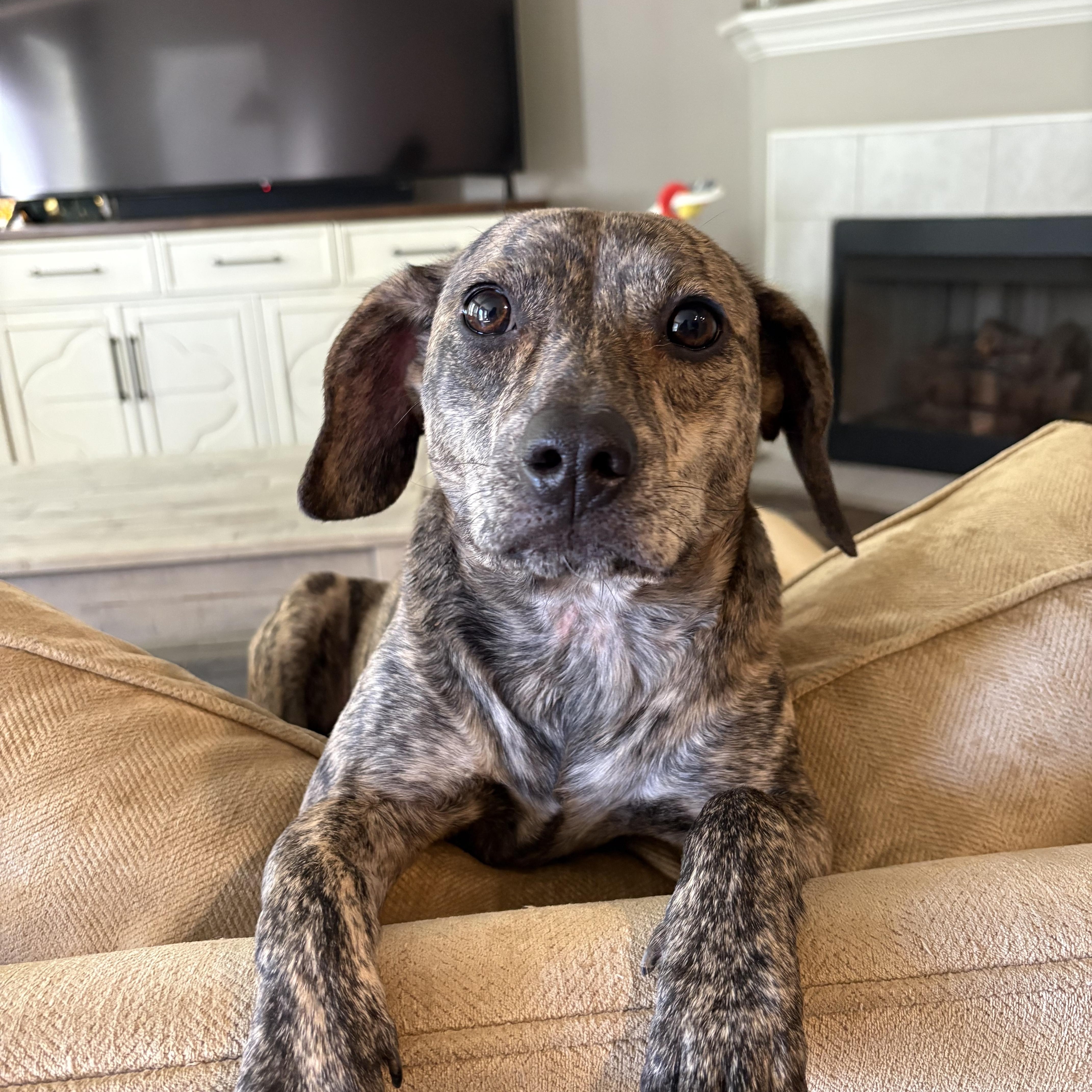 Fifi, adopted, Young Female Terrier.