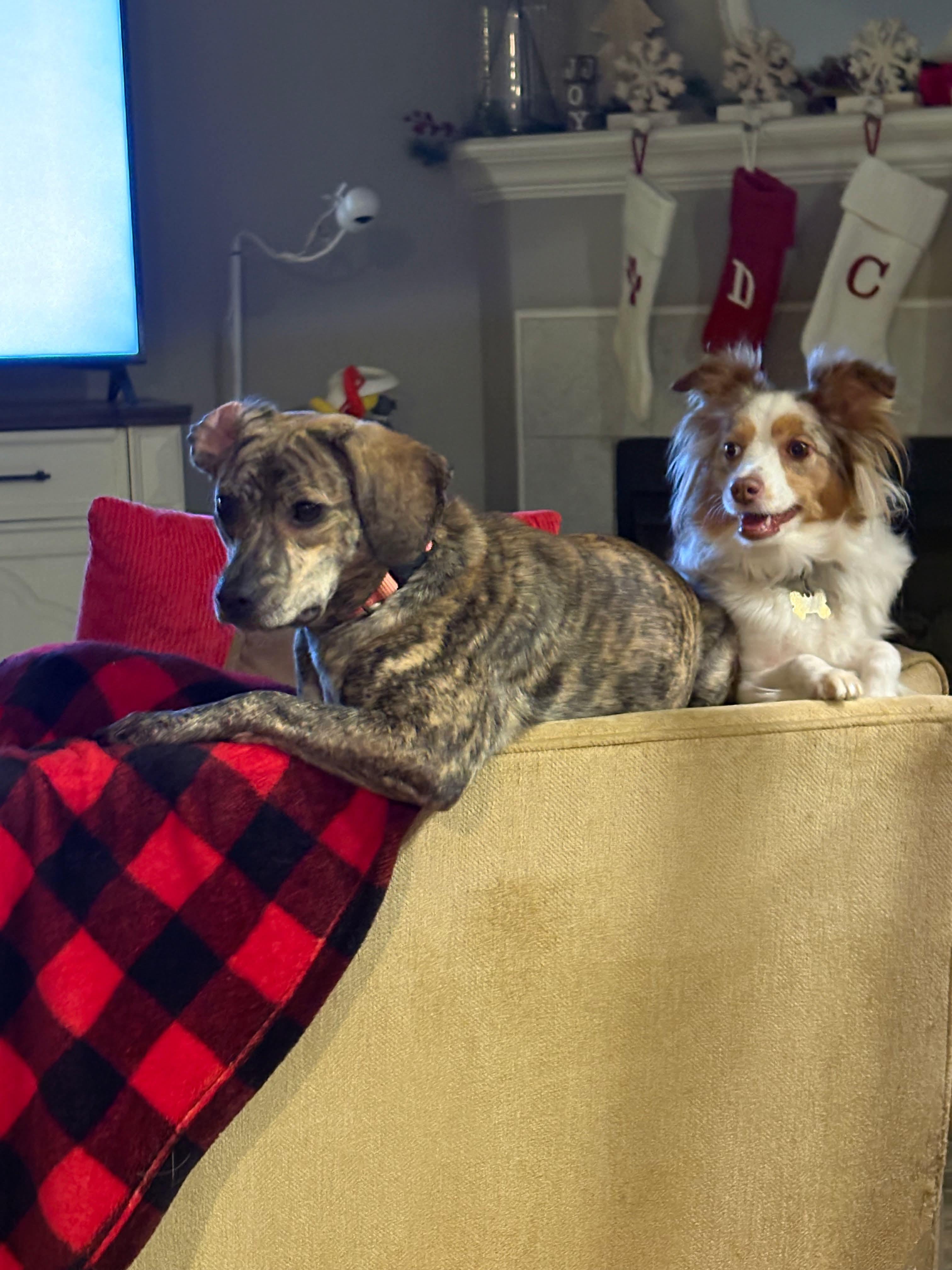 Enlarge Fifi, an adopted mixed breed in Seattle, WA image 4/5