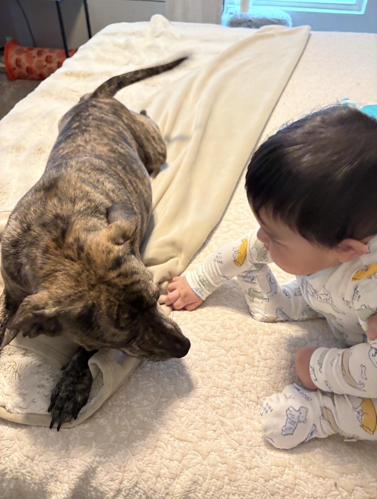 Enlarge Fifi, an adopted mixed breed in Seattle, WA image 5/5