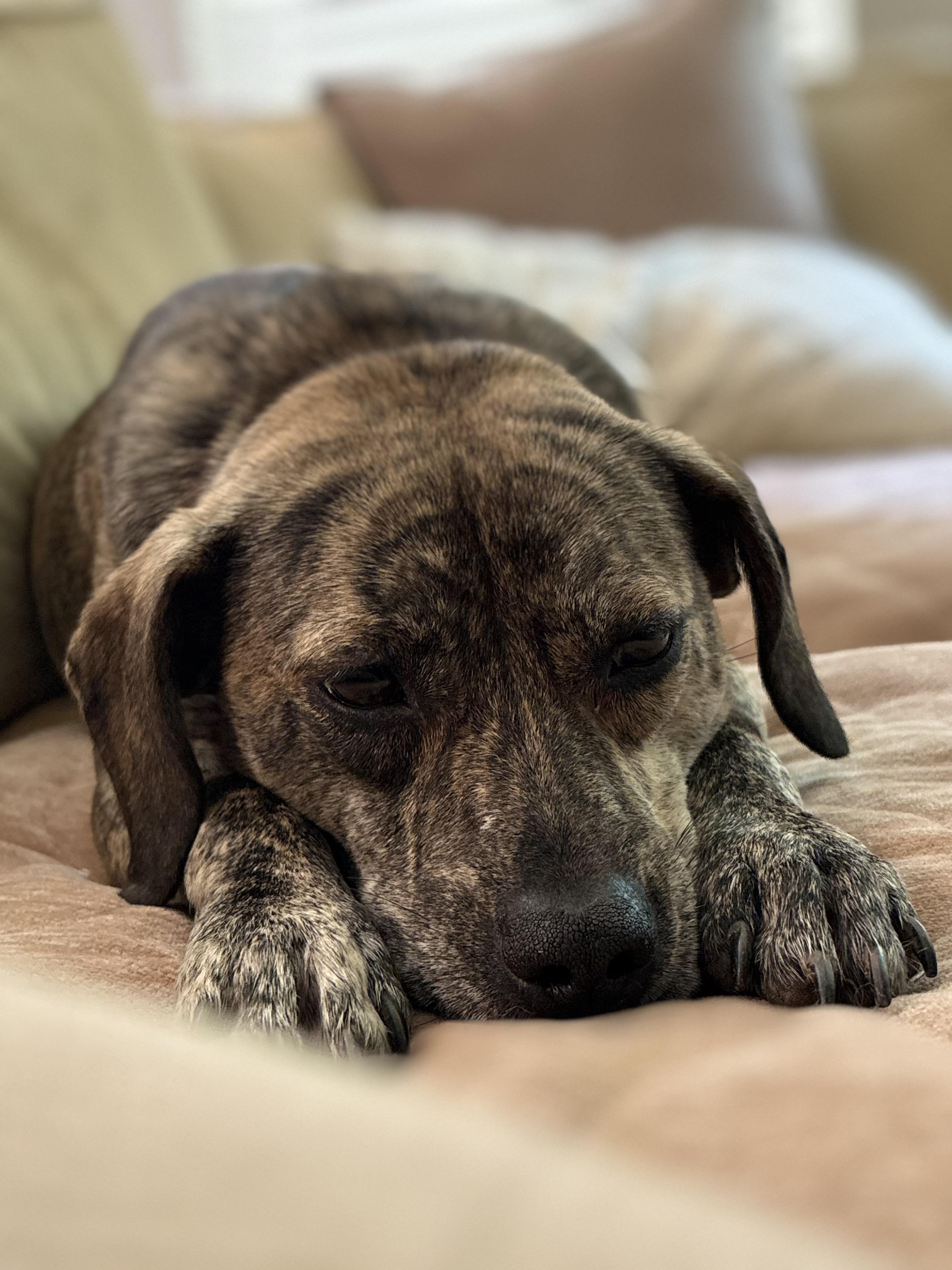 Enlarge Fifi, an adopted mixed breed in Seattle, WA image 2/5