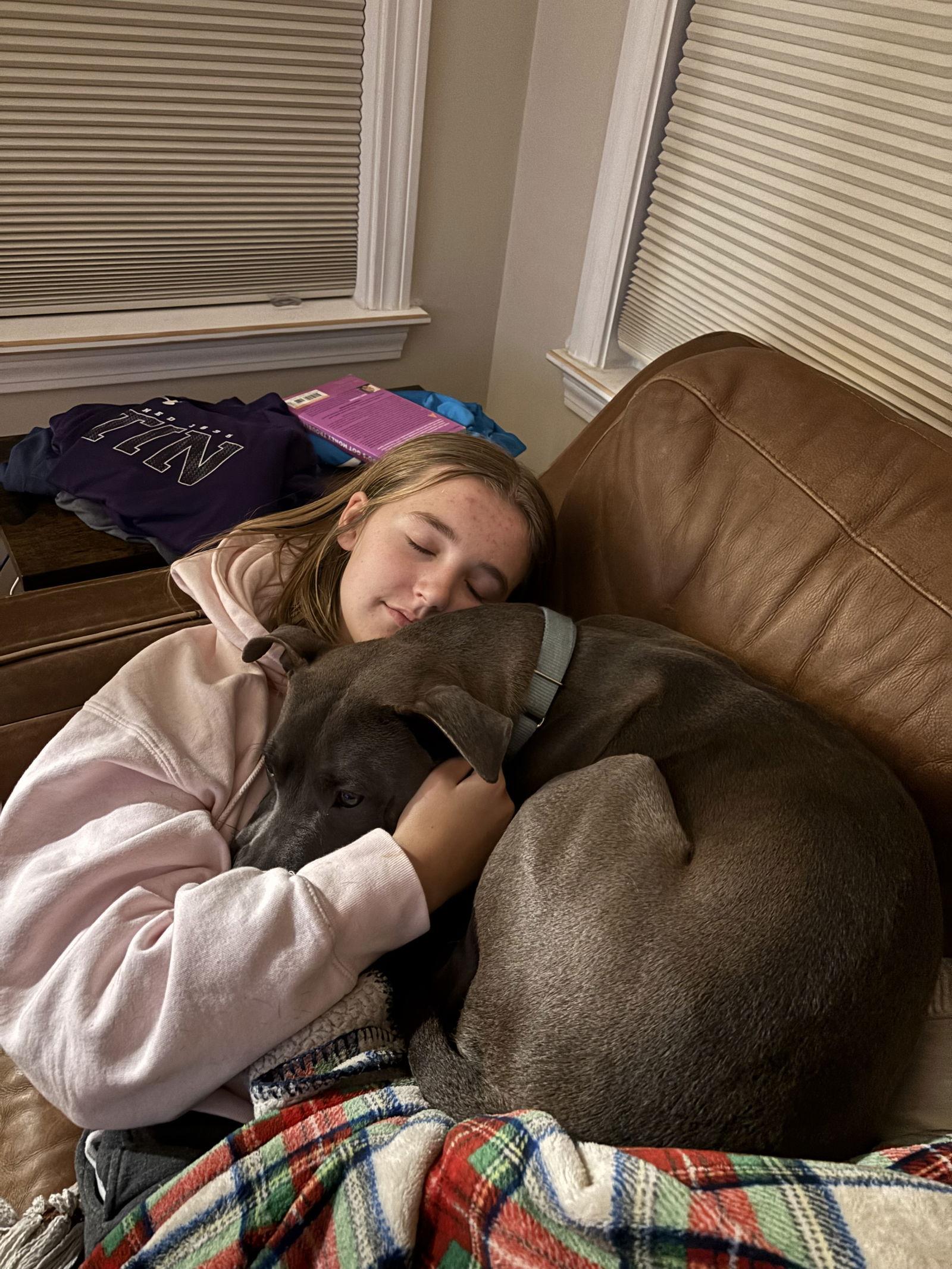 Enlarge Odysseus, a Adoptable Pit Bull Terrier in Hillsboro, NH image 2/2