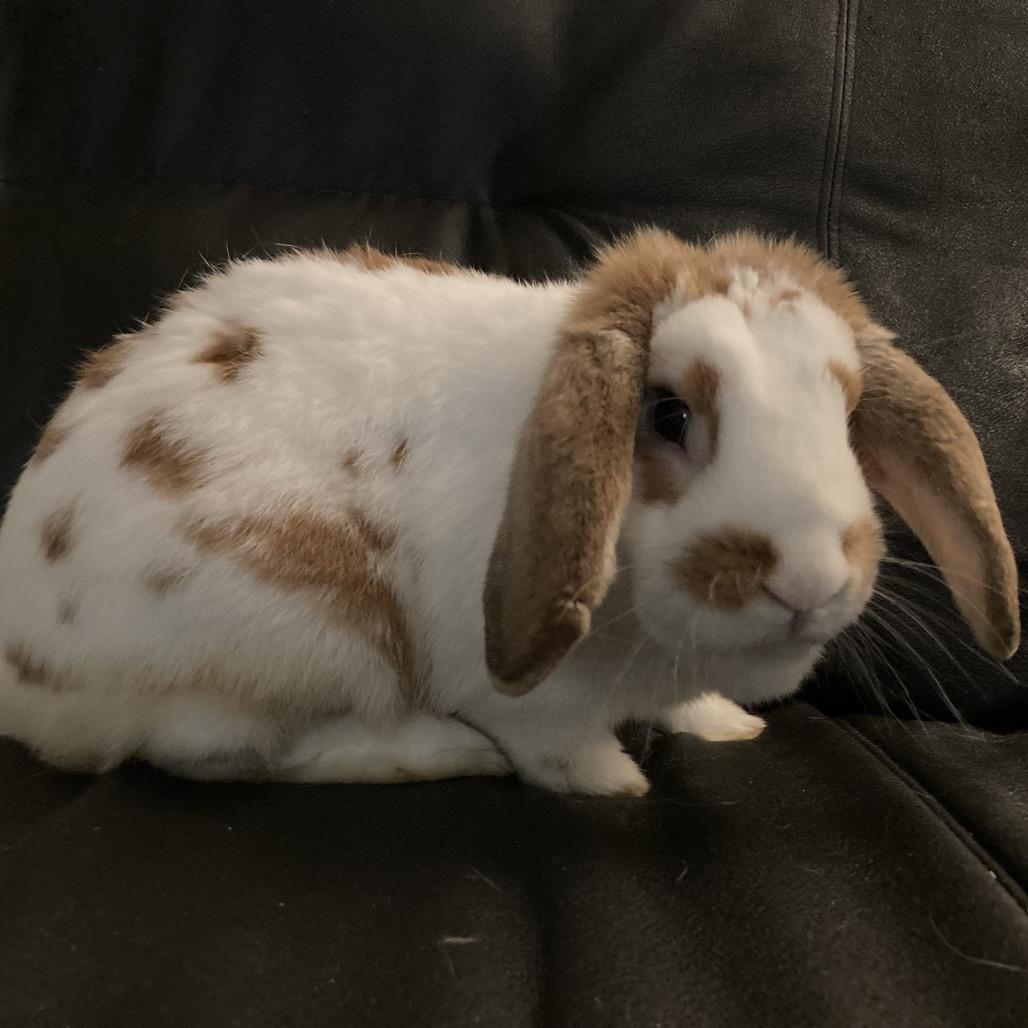Enlarge Rusty, a Adoptable Mini Lop in Baltimore, MD image 1/6
