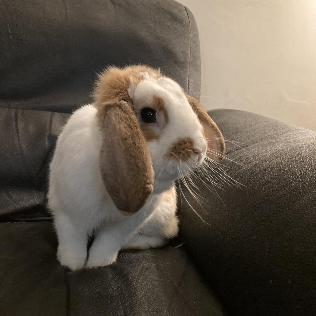 Enlarge Rusty, a Adoptable Mini Lop in Baltimore, MD image 3/6