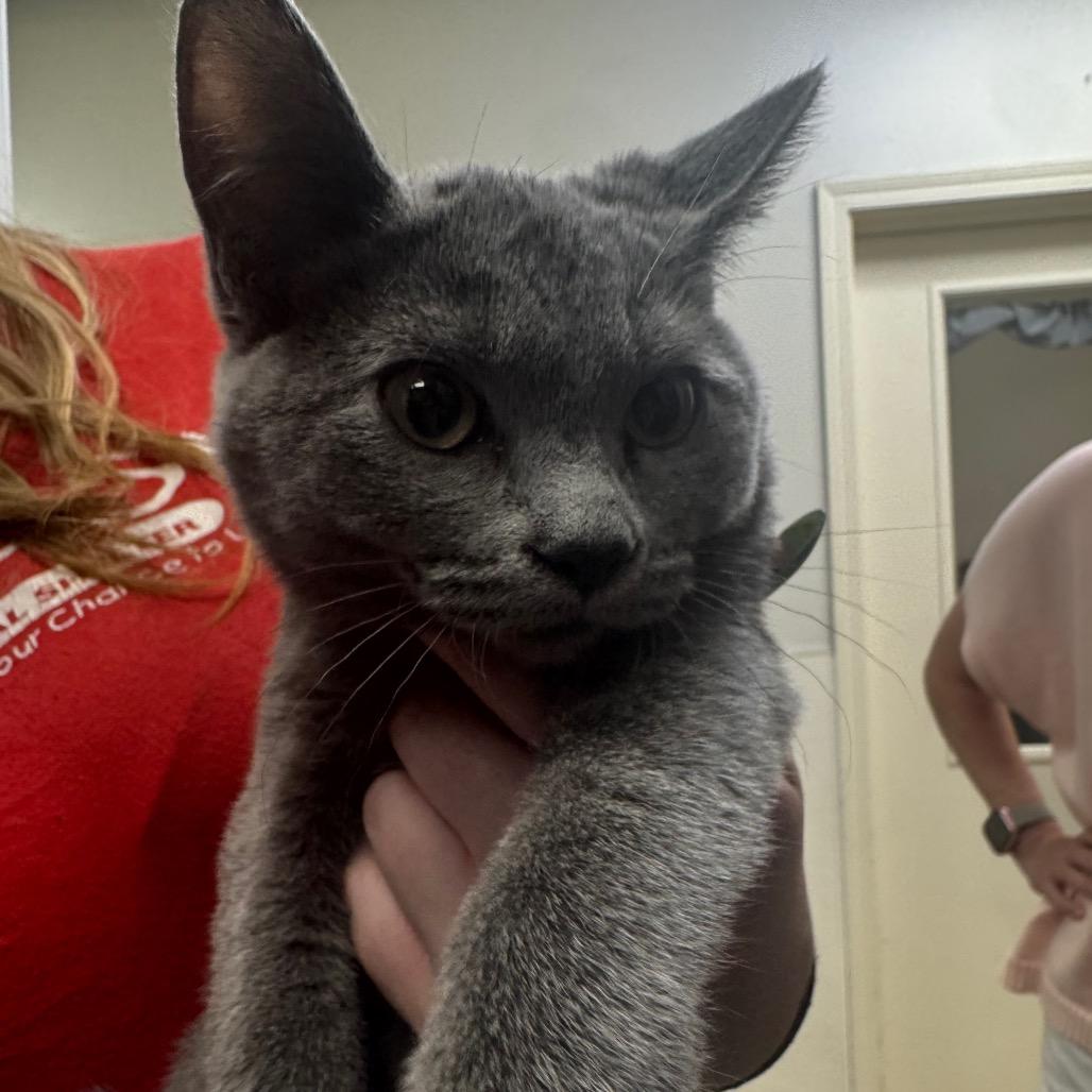 Ginger, Adoptable, Kitten Female Domestic Short Hair.