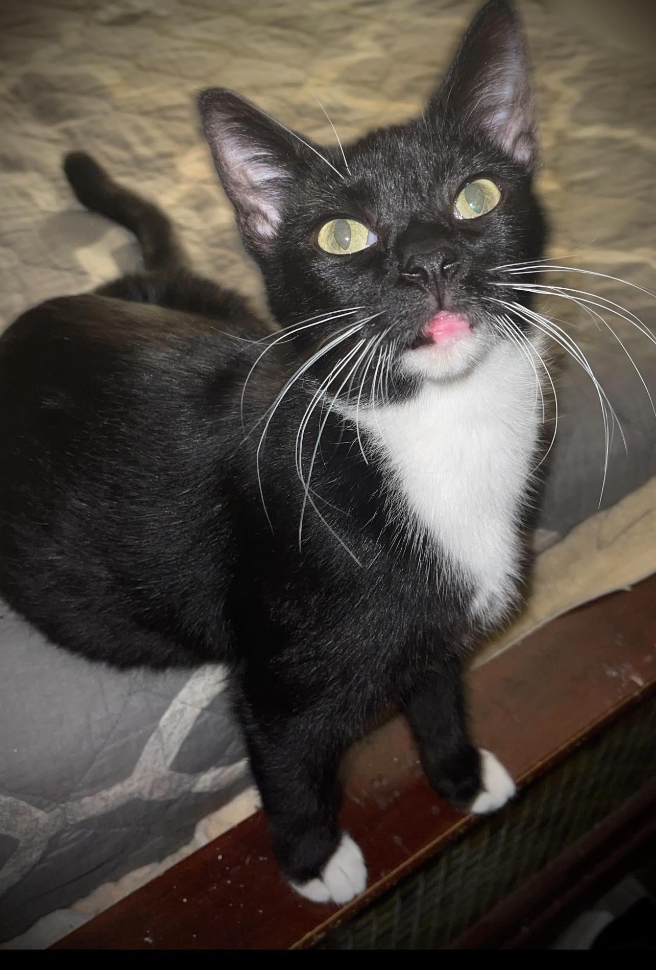 Muse, Adoptable, Adult Female Domestic Short Hair.