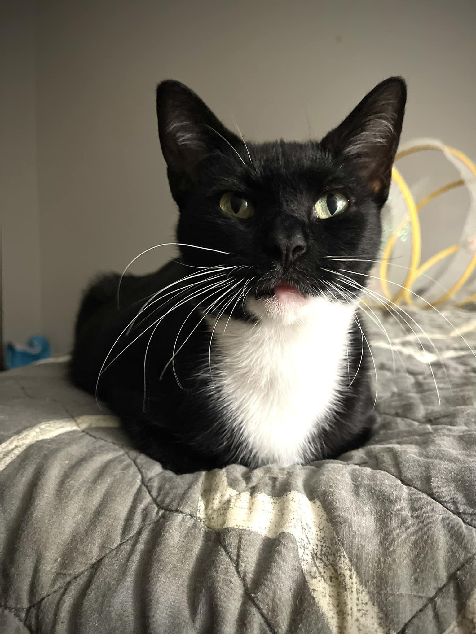 Muse, a Adoptable Domestic Short Hair in Crown Point, IN image 2/3