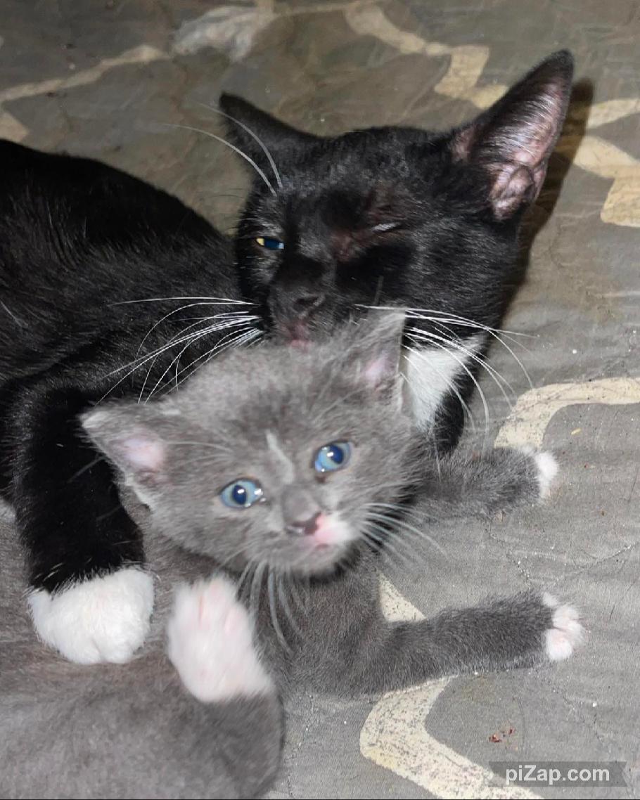 Muse, a Adoptable Domestic Short Hair in Crown Point, IN image 3/3