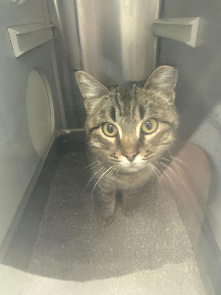 Jabberwock, Adoptable, Young Male Domestic Short Hair.