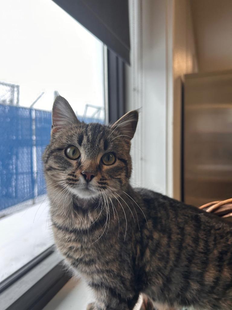 Enlarge Jabberwock, a Adoptable mixed breed in Minot, ND image 2/3