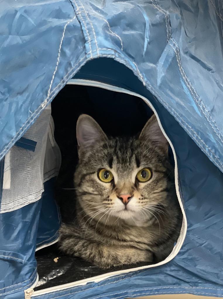 Enlarge Jabberwock, a Adoptable mixed breed in Minot, ND image 3/3