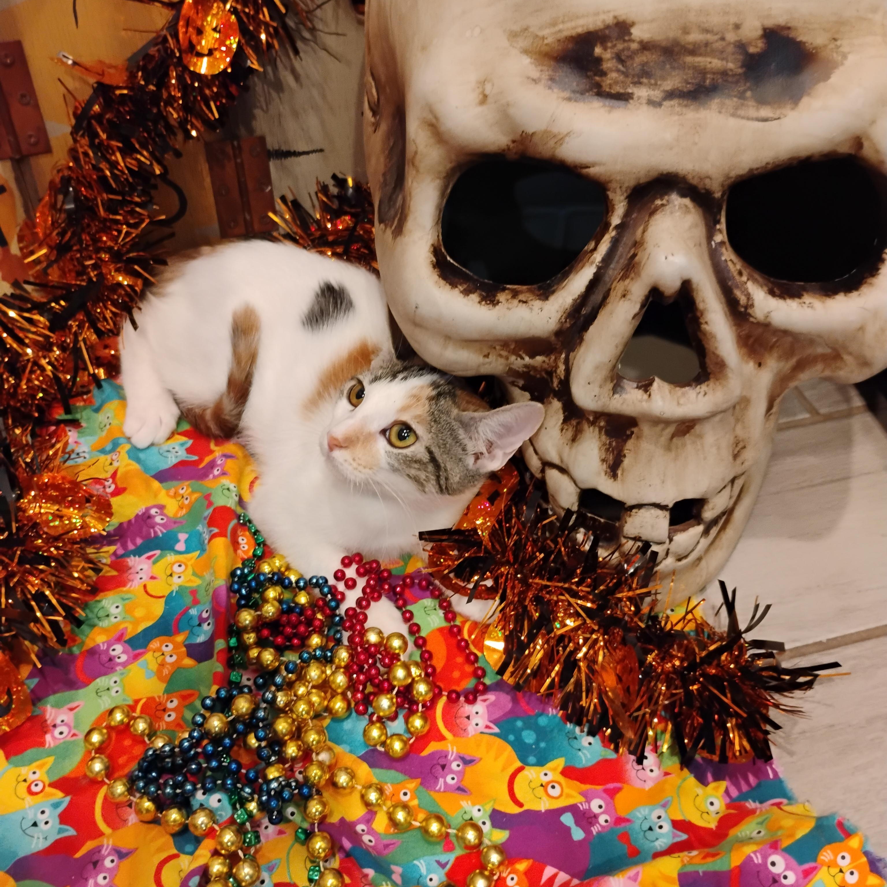 bonita calico 4lb kids/calm dogs/snuggle bunny/LAP CAP, Adoptable, Kitten Female Calico.