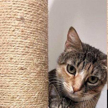Enlarge Lavender & Darjeeling, a Adoptable Tabby in Astoria, NY image 3/6