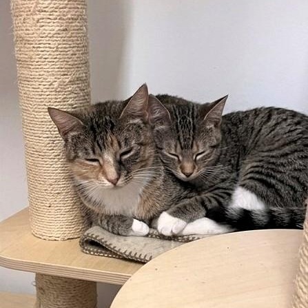 Enlarge Lavender & Darjeeling, a Adoptable Tabby in Astoria, NY image 5/6