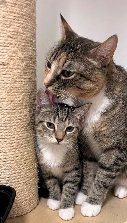 Enlarge Lavender & Darjeeling, a Adoptable Tabby in Astoria, NY image 4/6