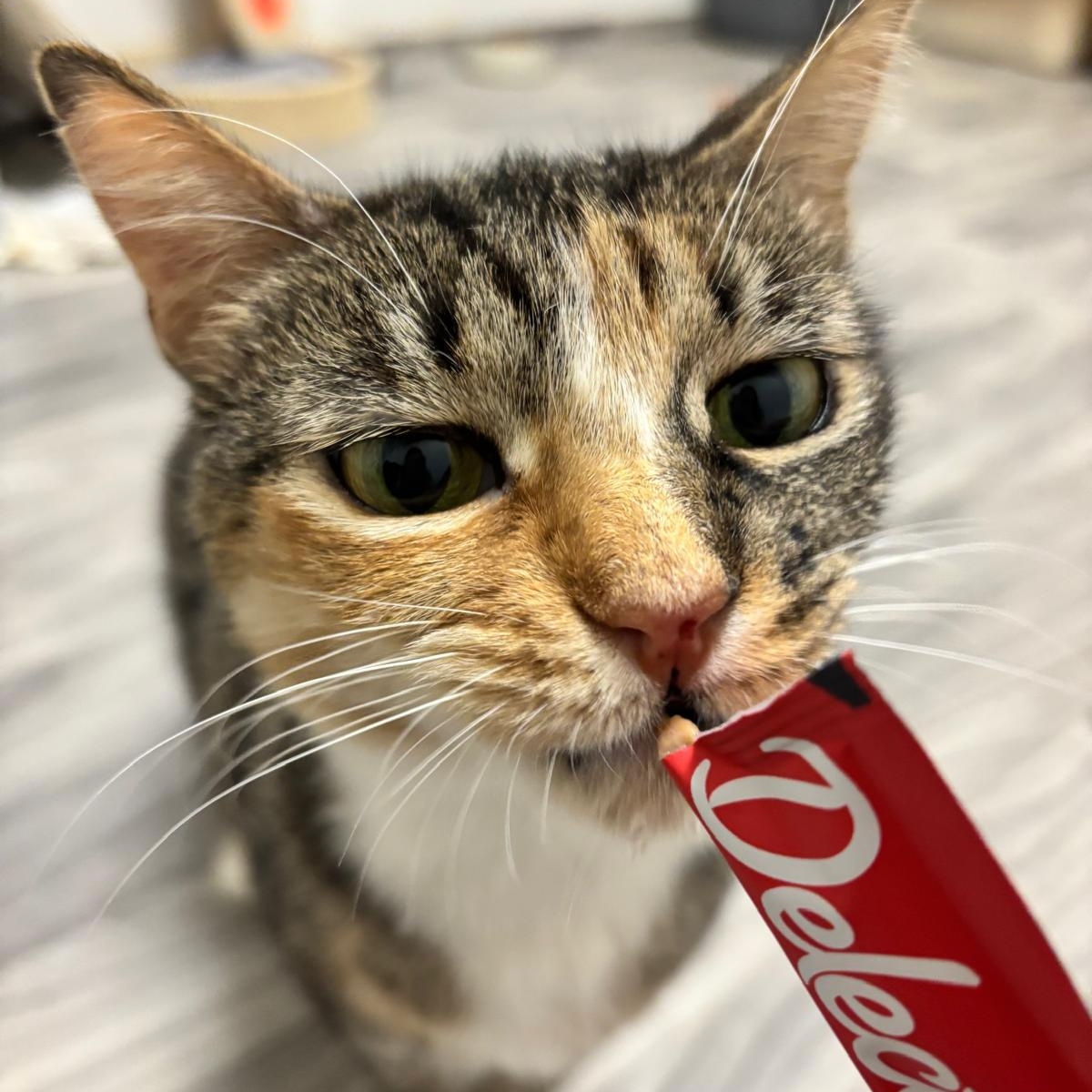 Enlarge Darjeeling, a Adoptable Torbie in Astoria, NY image 6/6