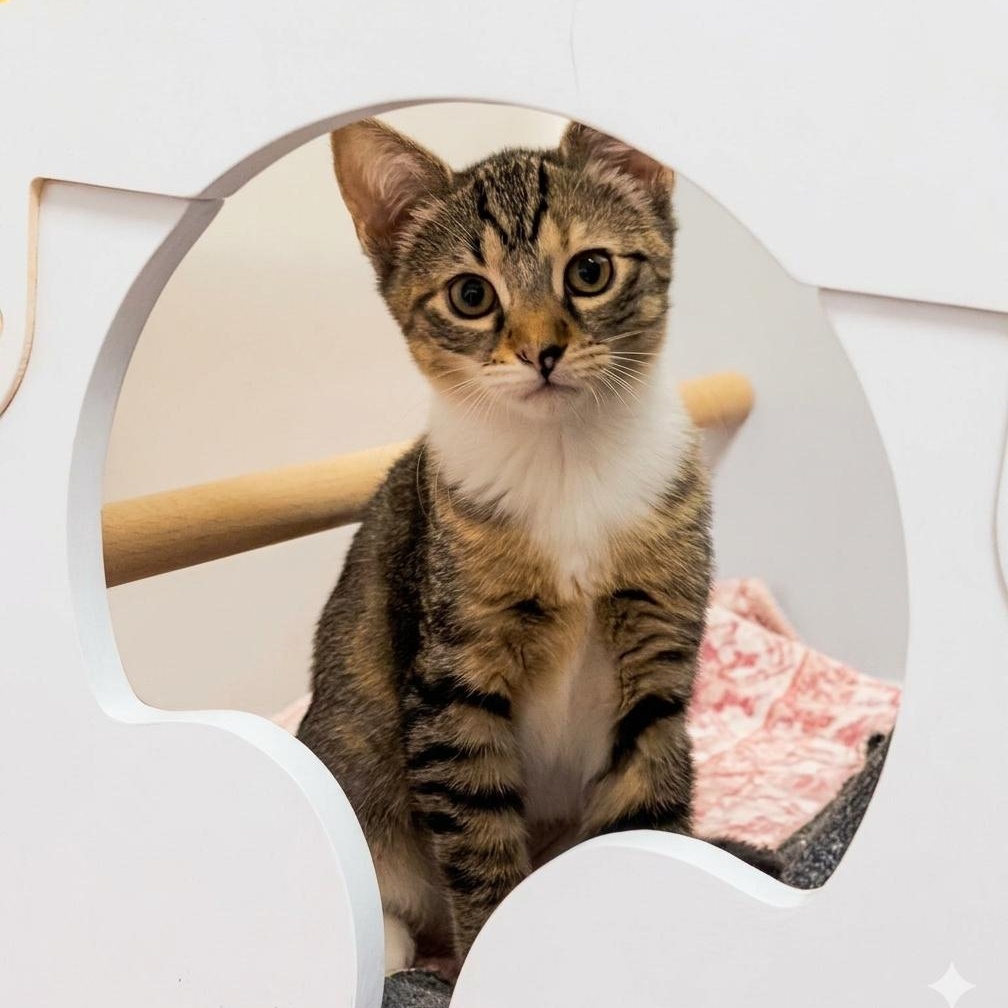 Enlarge Lavender & Darjeeling, a Adoptable Tabby in Astoria, NY image 2/6