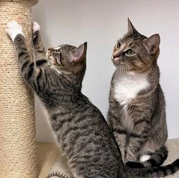 Lavender & Darjeeling, Adoptable, Kitten Female Tabby.