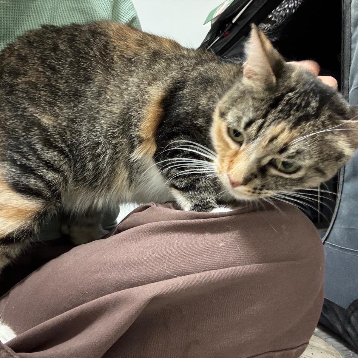 Enlarge Darjeeling, a Adoptable Torbie in Astoria, NY image 5/6