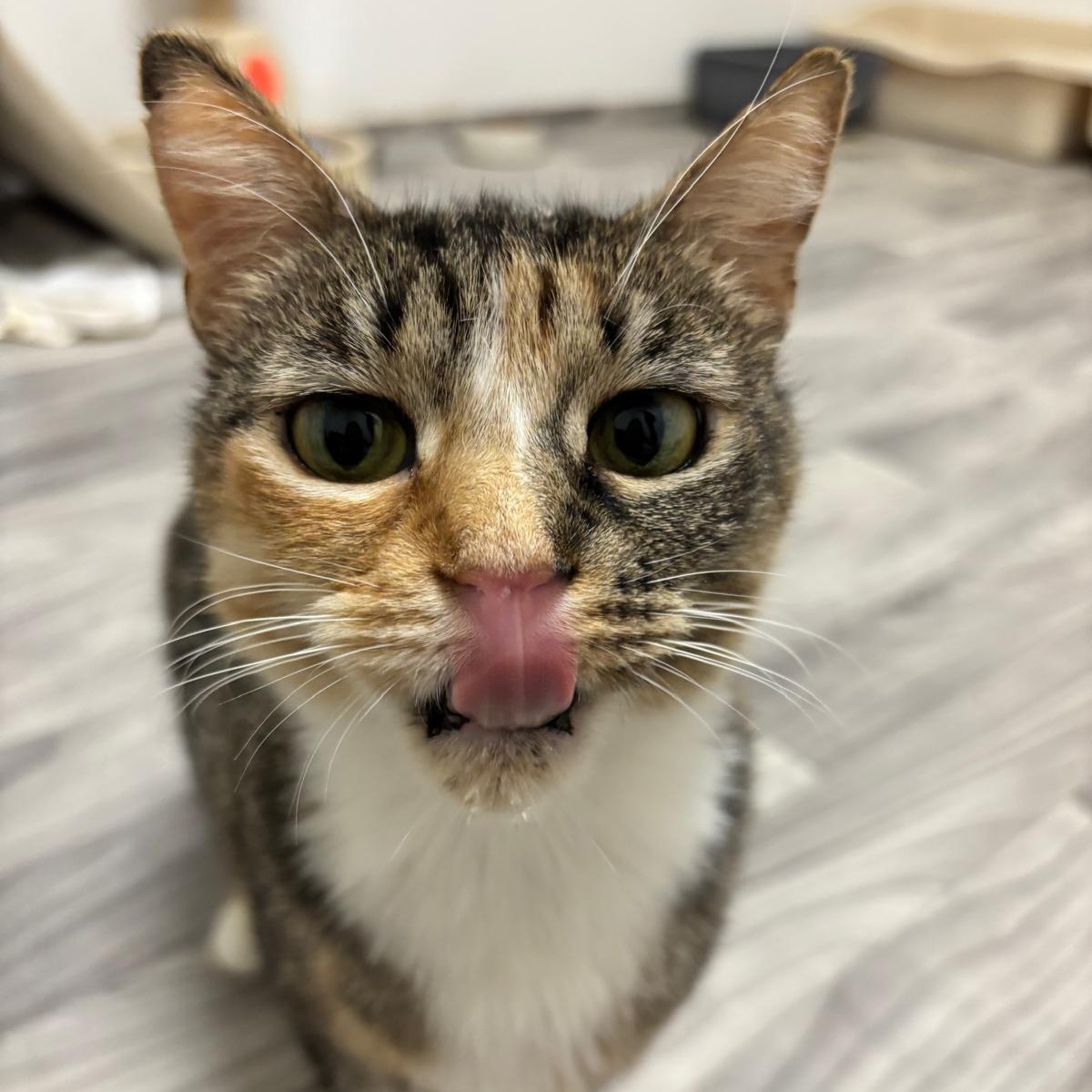 Darjeeling, Adoptable, Young Female Torbie.