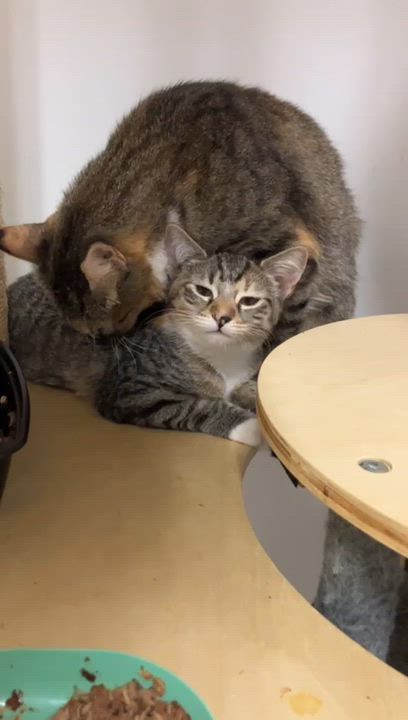 Enlarge Lavender & Darjeeling, a Adoptable Tabby in Astoria, NY video 6/6