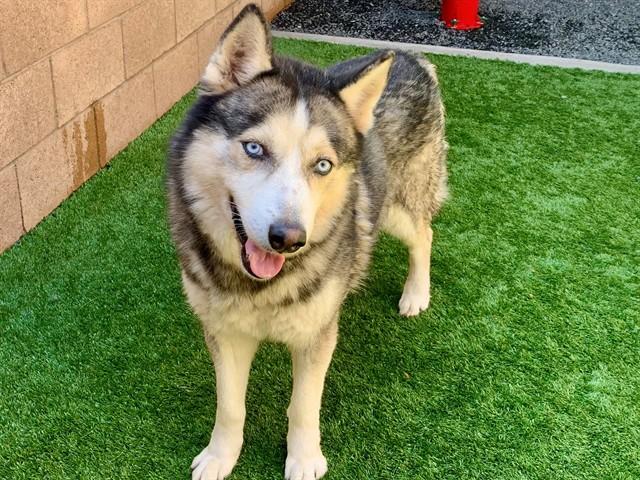 Enlarge CHAMP, a Adoptable mixed breed in Moreno Valley, CA image 1/1