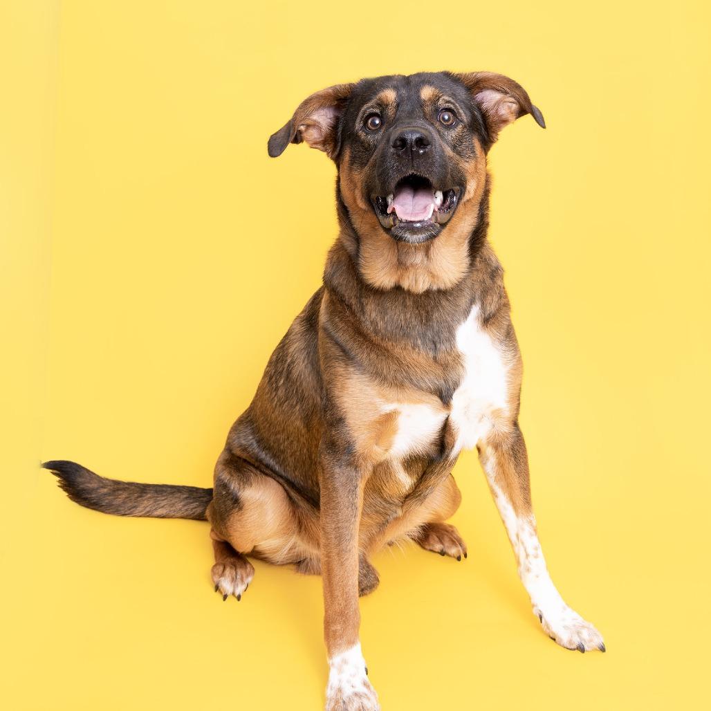 Jack, Adoptable, Adult Male Mixed Breed.