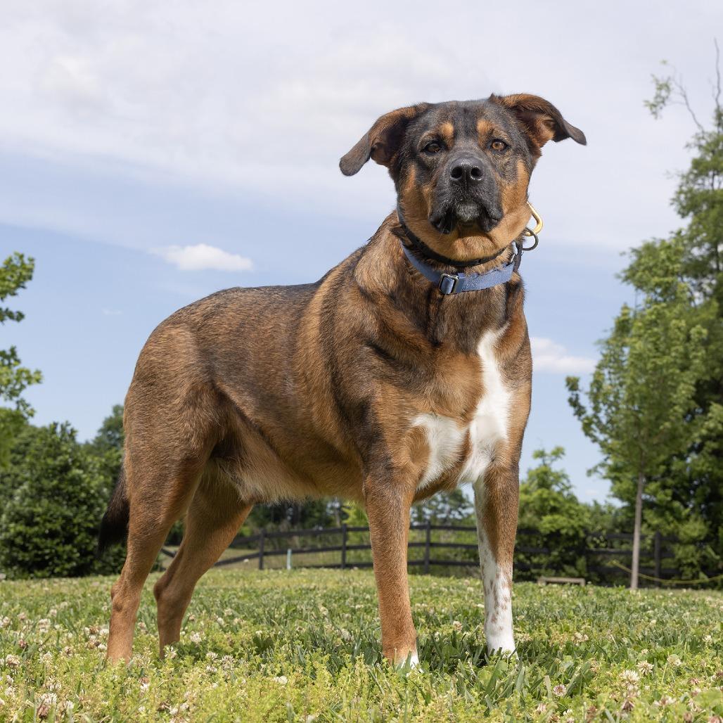 Enlarge Jack, a Adoptable Mixed Breed in Franklin, TN image 2/4