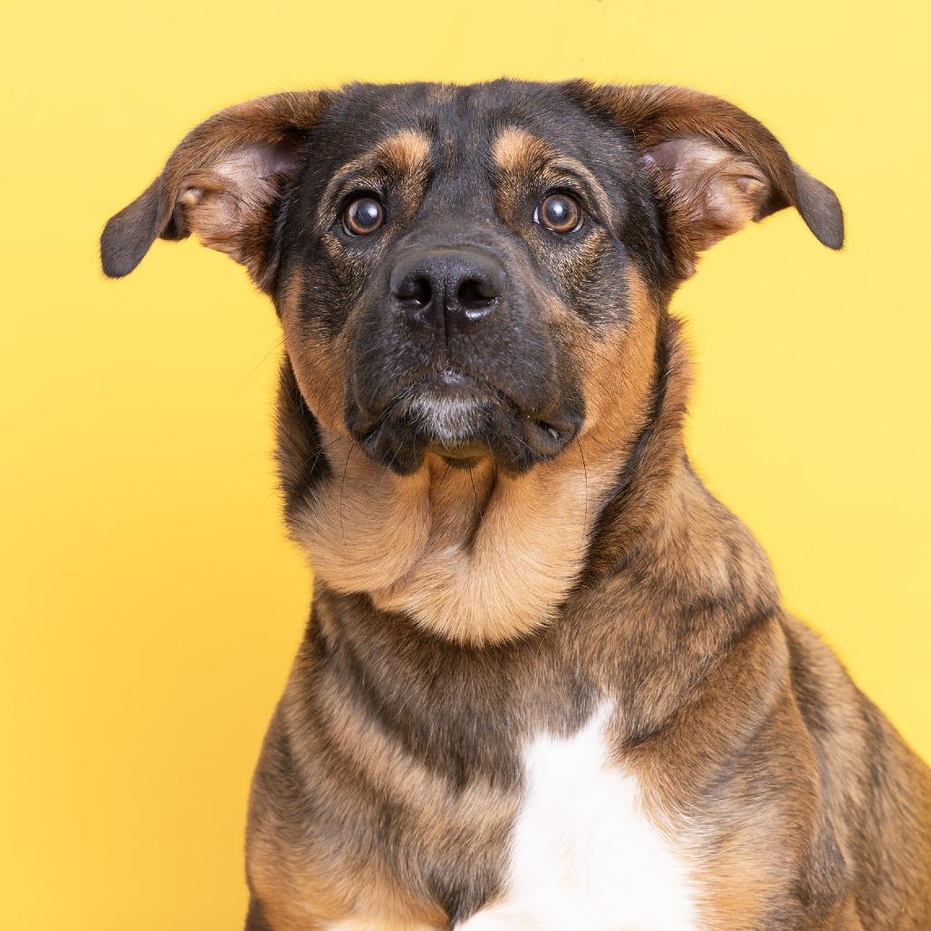 Enlarge Jack, a Adoptable Mixed Breed in Franklin, TN image 3/4