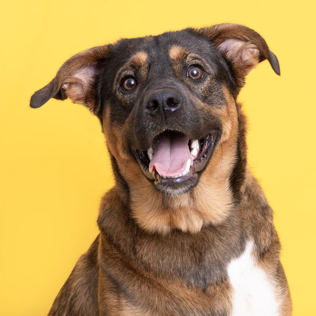 Enlarge Jack, a Adoptable Mixed Breed in Franklin, TN image 4/4