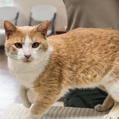 Freddy, Adoptable, Young Male Domestic Short Hair.