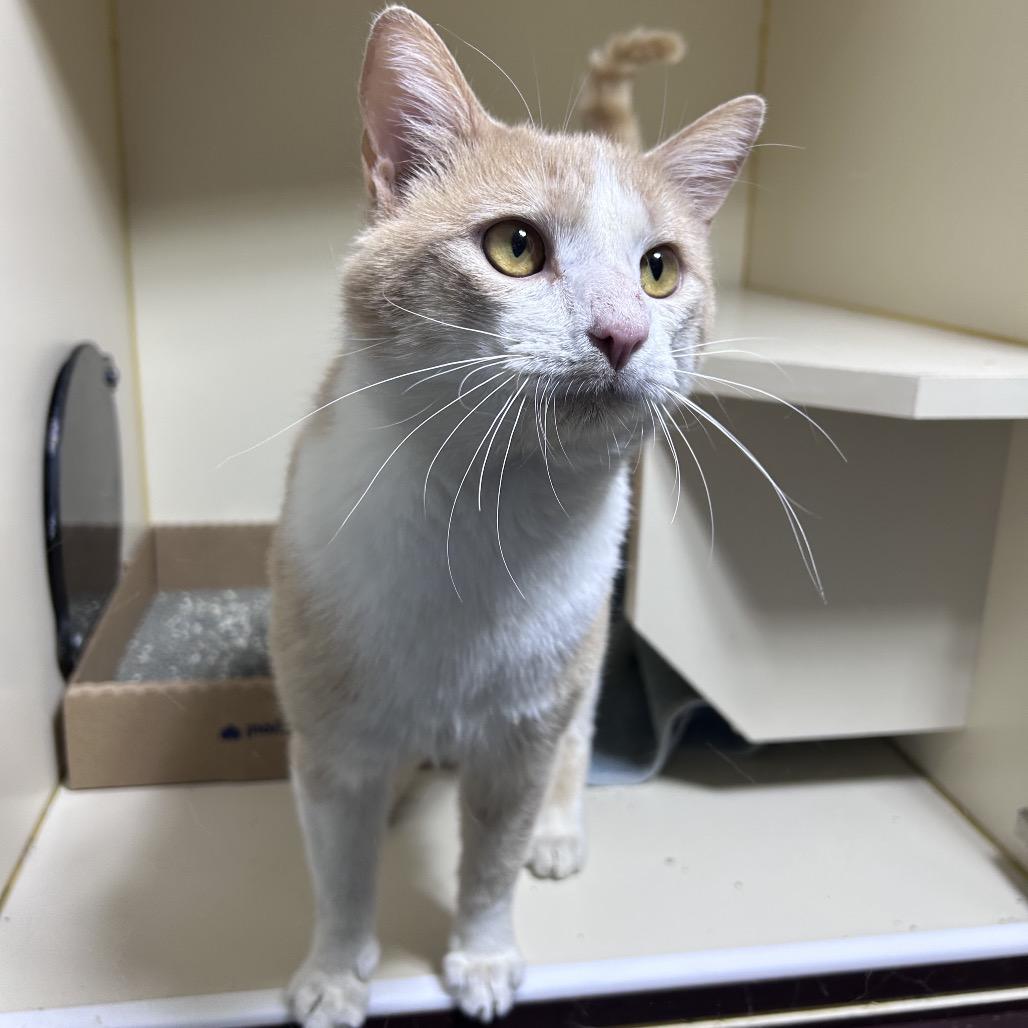 Enlarge Freddy, a Adoptable Domestic Short Hair in Mocksville, NC image 2/5