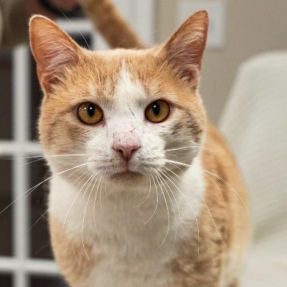 Enlarge Freddy, a Adoptable Domestic Short Hair in Mocksville, NC image 3/5