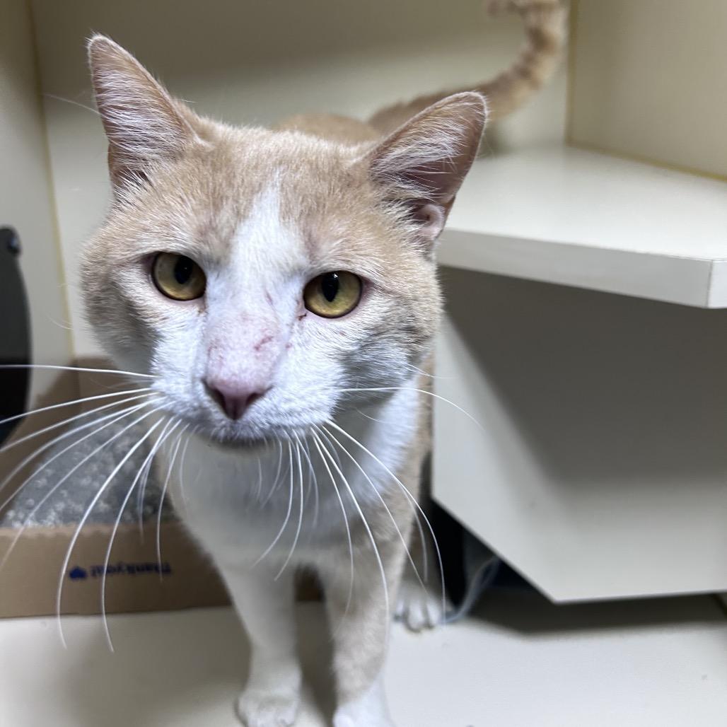 Enlarge Freddy, a Adoptable Domestic Short Hair in Mocksville, NC image 4/5