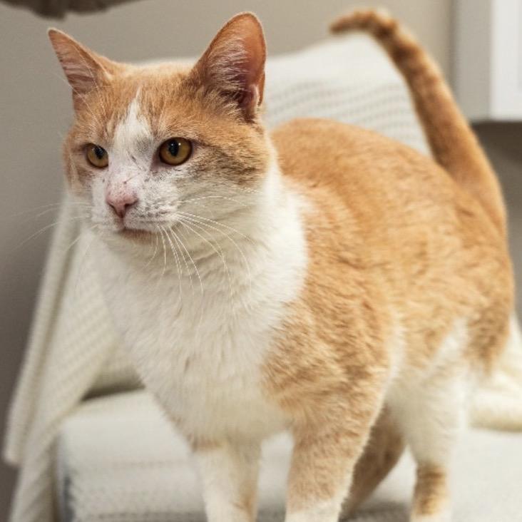 Enlarge Freddy, a Adoptable Domestic Short Hair in Mocksville, NC image 5/5