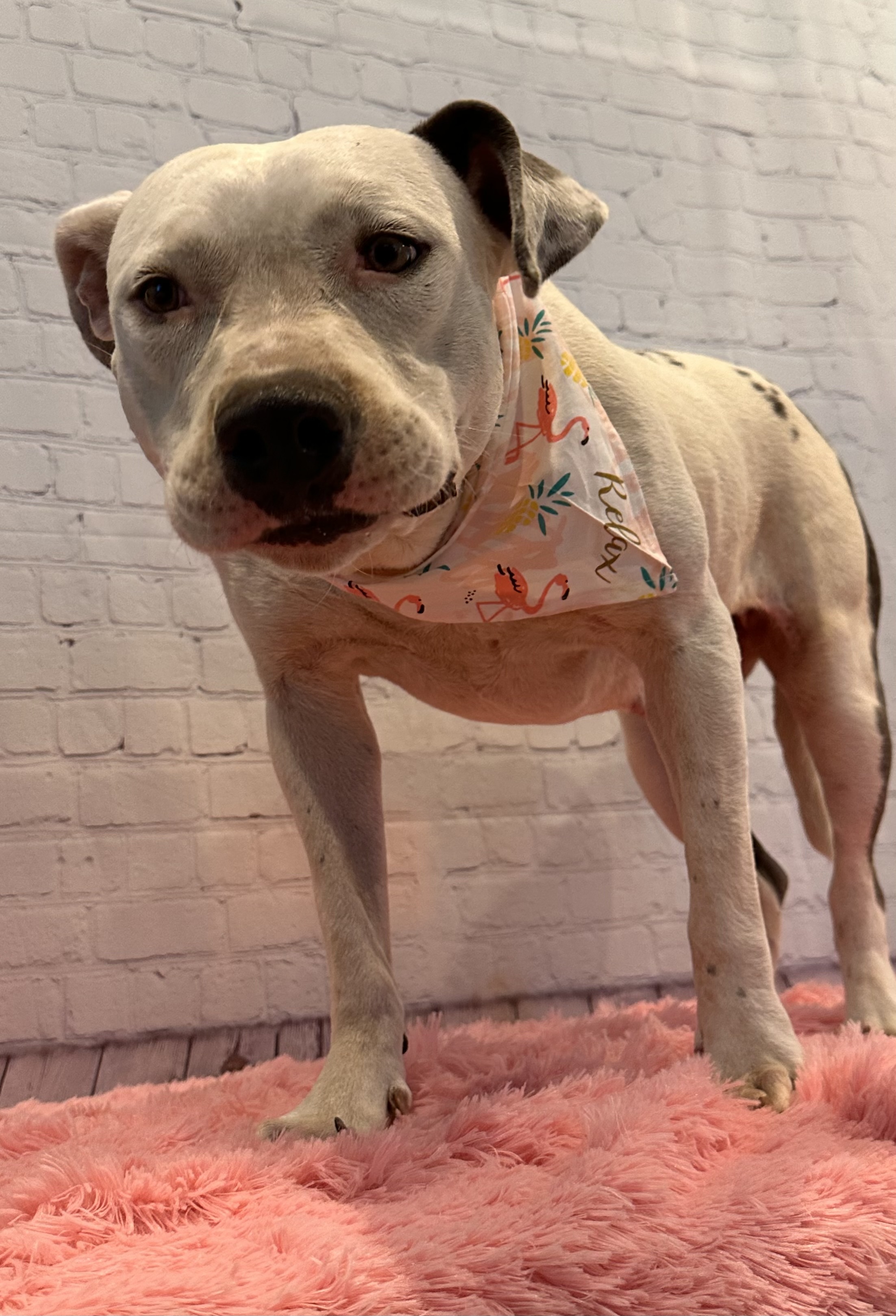 Freyja, a Adoptable Pit Bull Terrier in Snyder, TX image 1/6