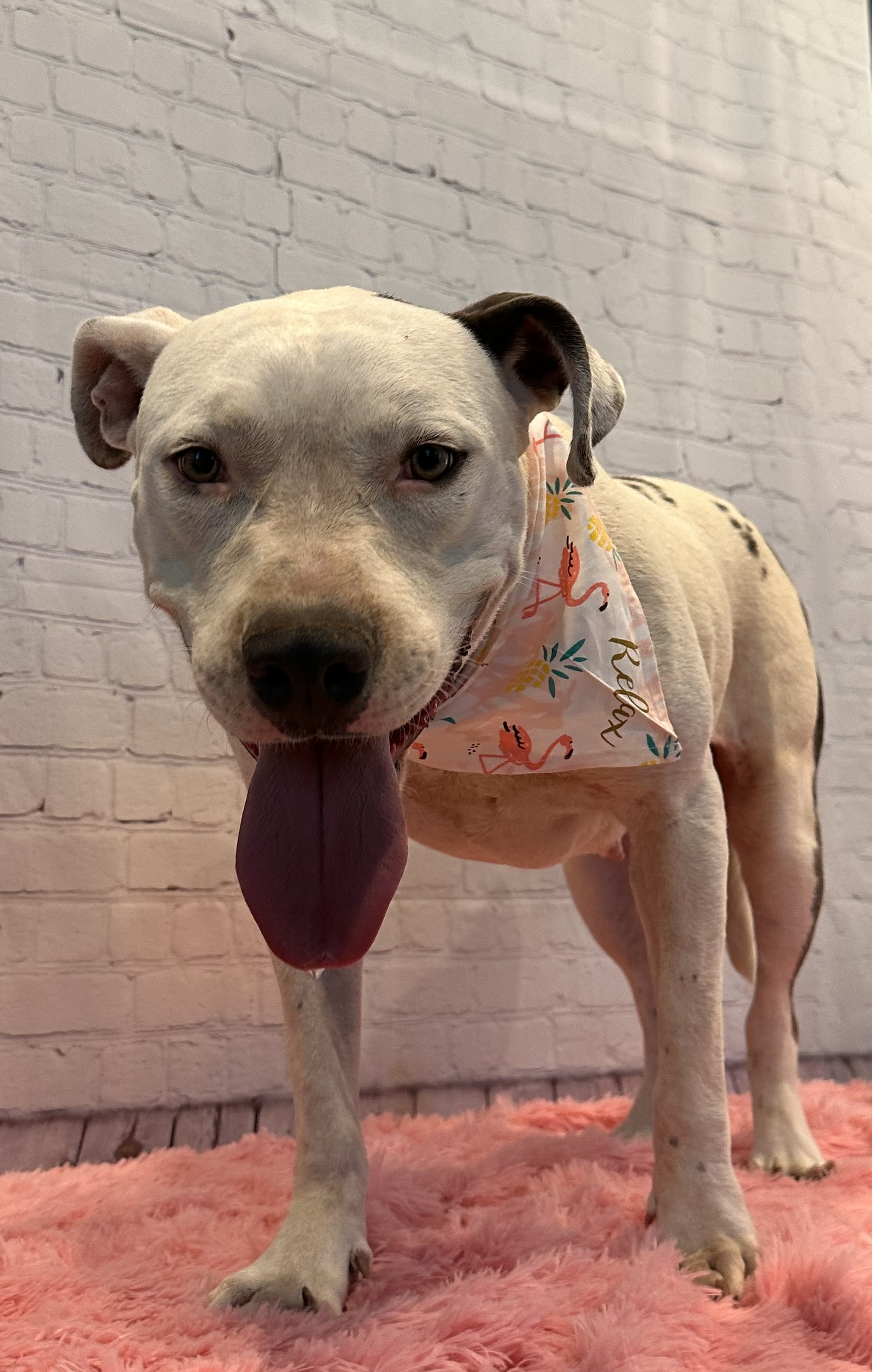 Freyja, a Adoptable Pit Bull Terrier in Snyder, TX image 3/6