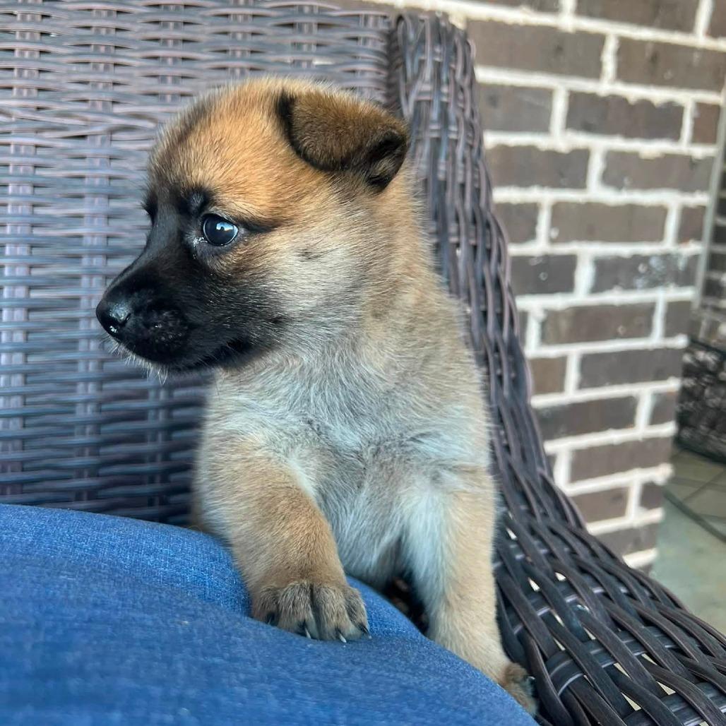 Enlarge Tallulah 22831, a Adoptable mixed breed in Minneapolis, MN image 2/3