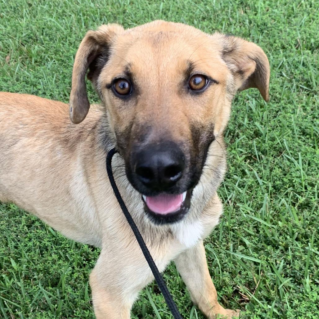 Enlarge Hank, a Adoptable mixed breed in Durham, NC image 1/6