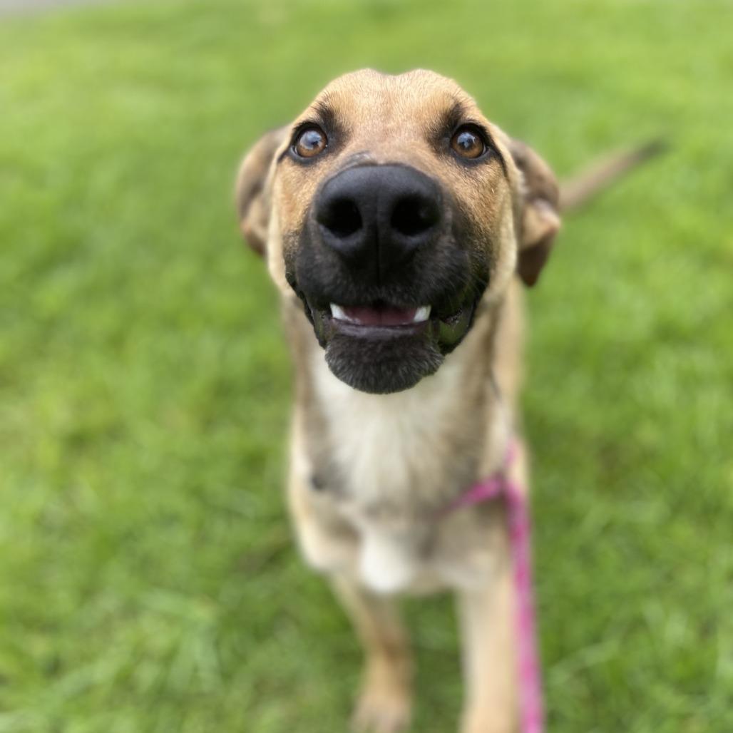 Enlarge Hank, a Adoptable mixed breed in Durham, NC image 2/6