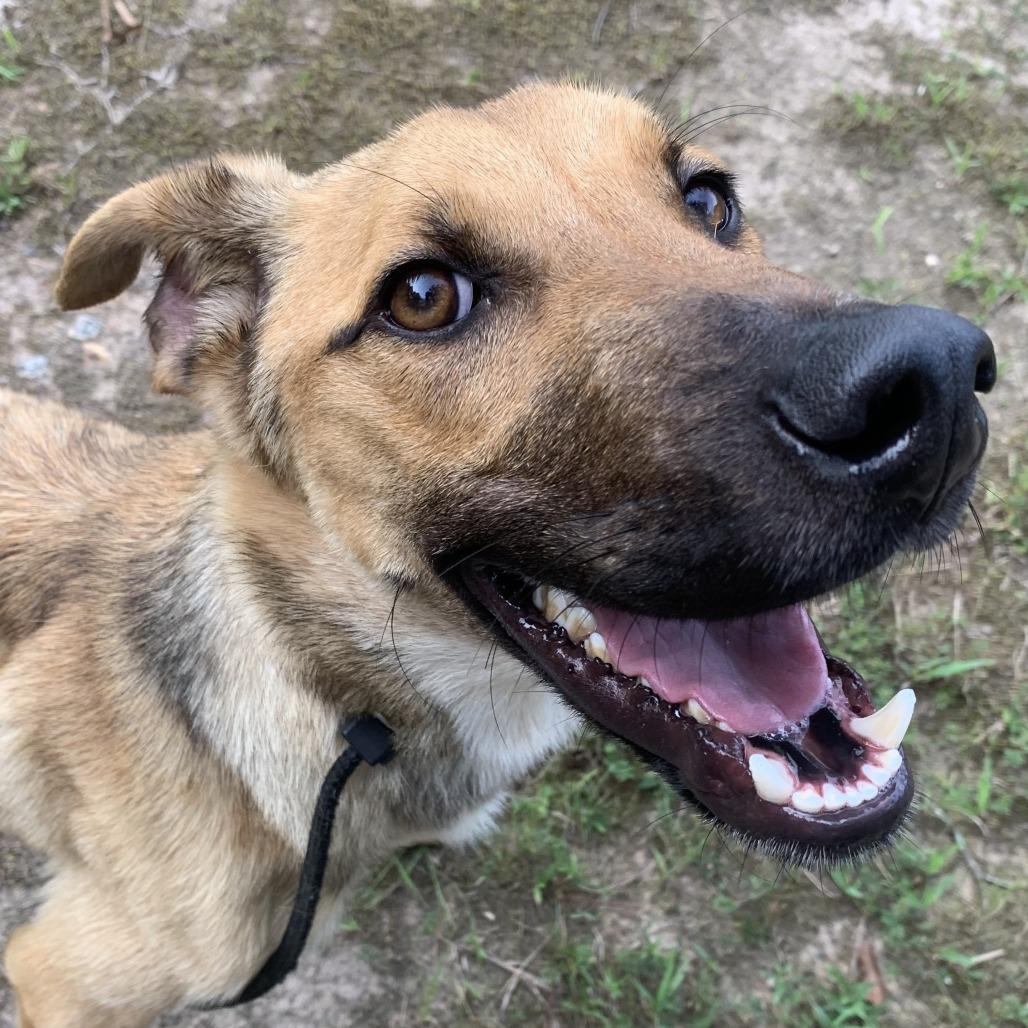Enlarge Hank, a Adoptable mixed breed in Durham, NC image 3/6